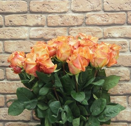 Роза Кариока  60 см