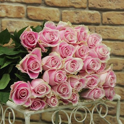Роза Розита Ронделла 60 см